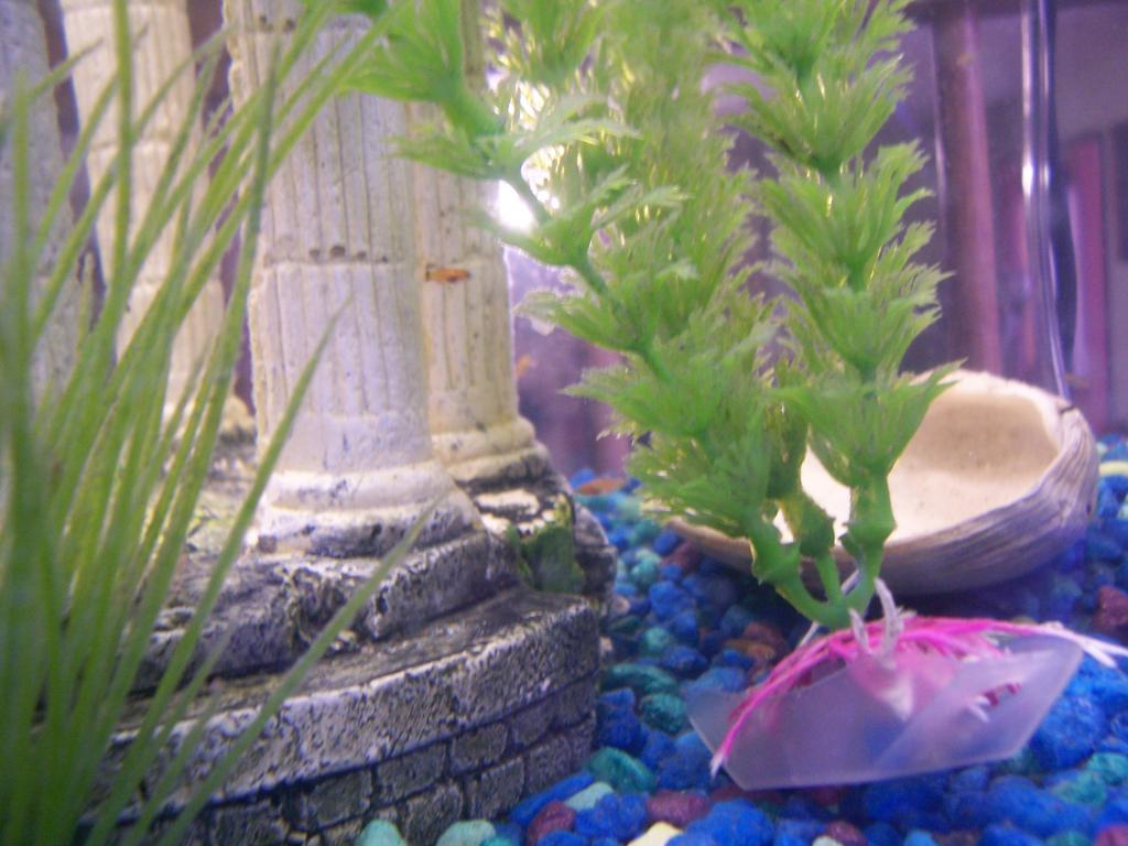 here is a close up look of the red wag platy fry i have that are 2 weeks old. Enjoy the pics
