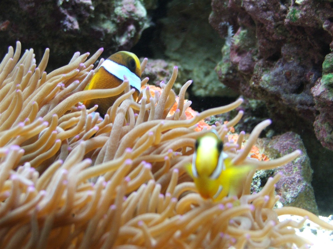 Here is a close-up of my 2 Sebae Clowns hiding in the anemone.  They just recently "fell in love" and now both clowns get to be in the anemone at the 