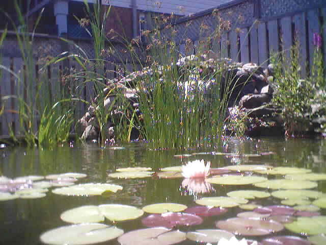 Here is a photo of my pond last summer