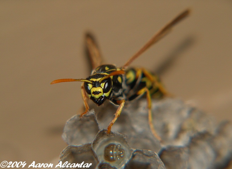 Here is a pic of a wasp on a nest she has built at the top of my father in laws garage.  I took this with my Sony828 with a  4 Hoya closeup lense.