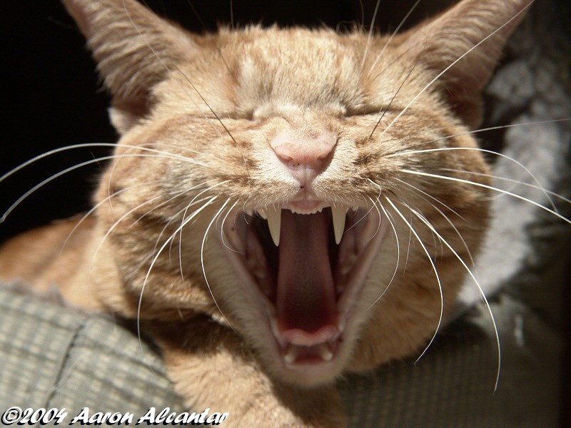 Here is a pic of my cat Clark in the middle of a big yawn.