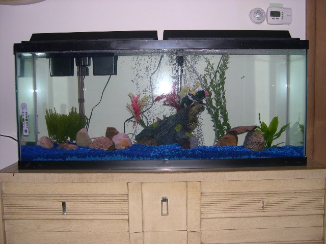 Here is a pic of my new freshwater tank.  Not much in it yet though.