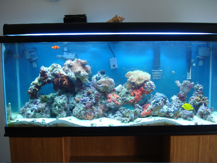 Here is a updated photo of my tank. I have rearanged the rock a little.