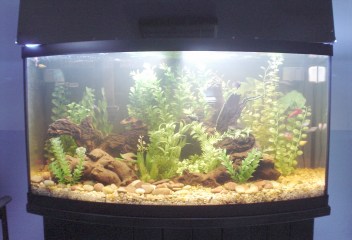 Here is my 46gal tank.  everything is fake except the mopani wood and the fishies.  ;-)