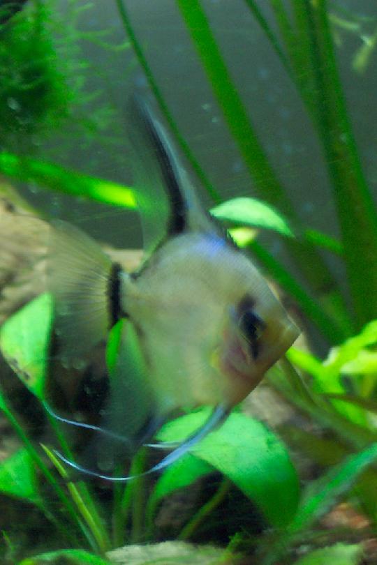 Here is my Blushing Angelfish