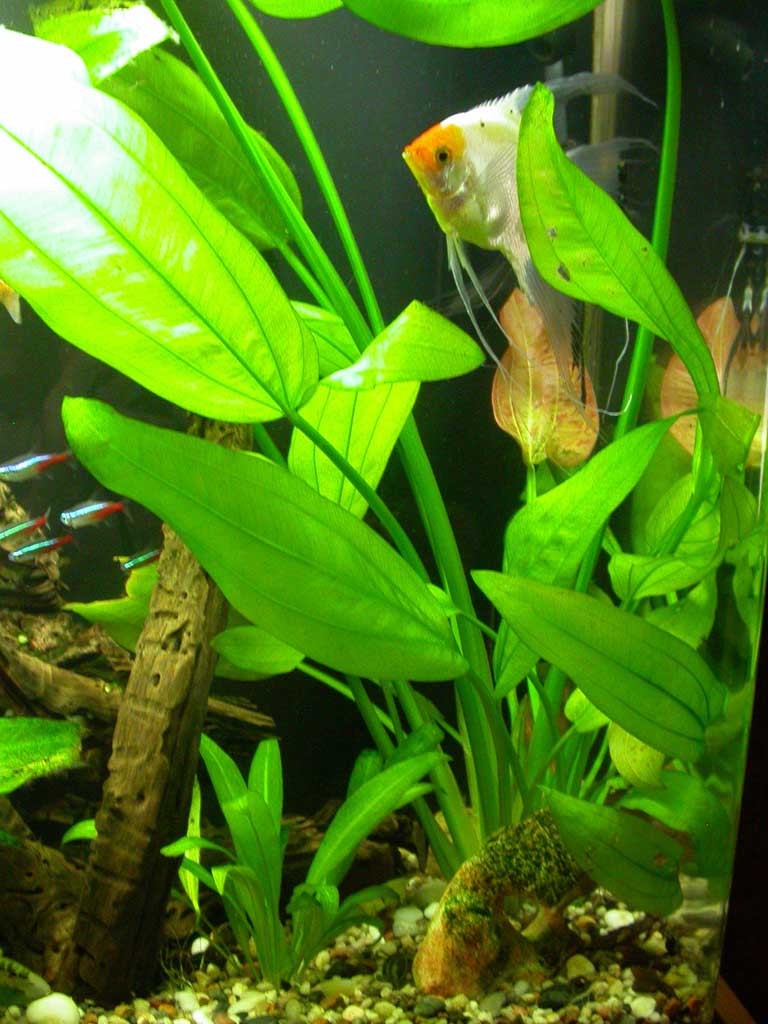 Here is my boy angel fish in the huge Amazon sword. You can also see some neons :)