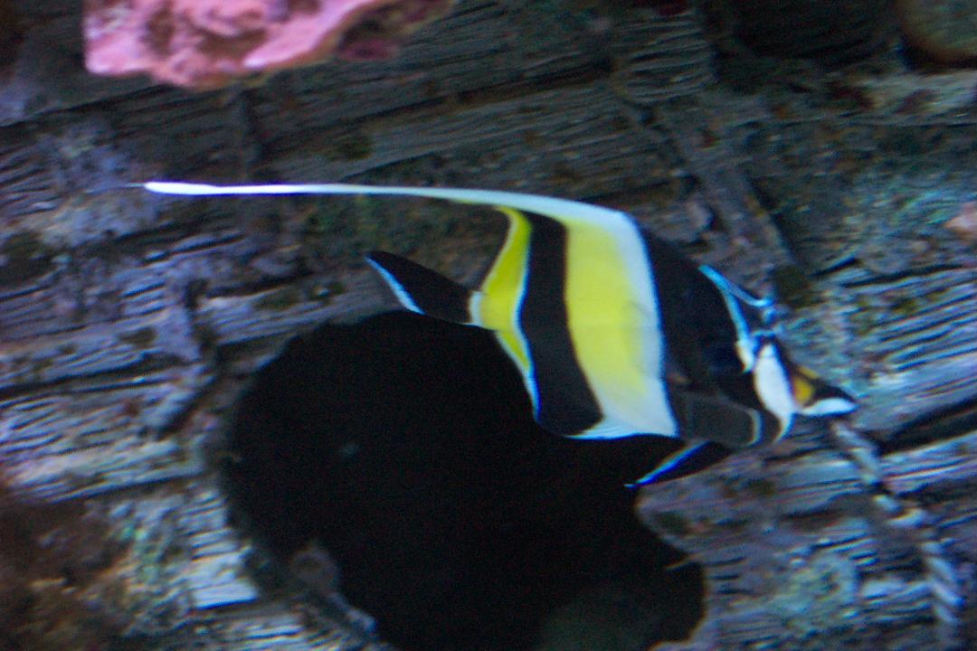 Here is my Moorish Idol (god rest his soul), he lasted until my Coral Beauty killed him...