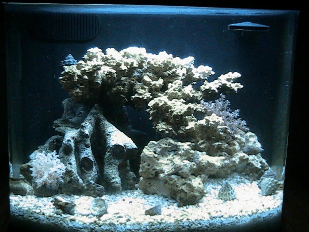Here is my Nano-Cube after 3 weeks of running