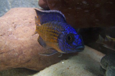 Here is my newest baby. I just found him yesterday through a private breeder of discus's. This male was hand caught in Lake Malawi!! I am so excited..