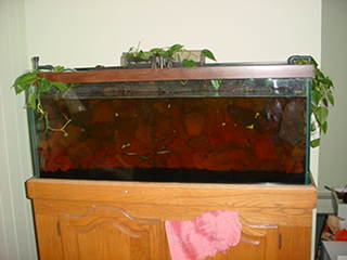 Here is my tank full of water. This picture looks alot redder than it actually is.