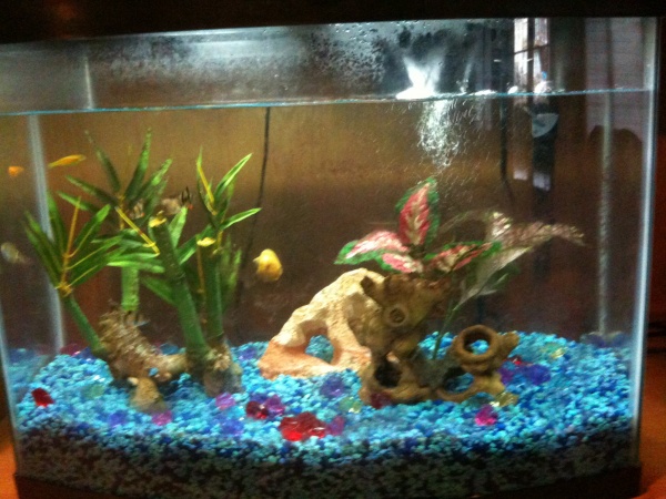 Here is my tank!!