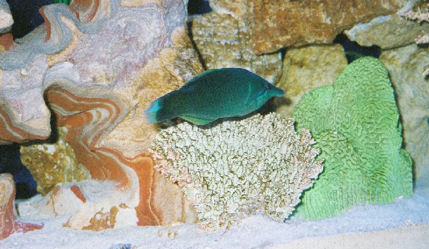 Here is my Wrasse roaming around for dinner. LOL