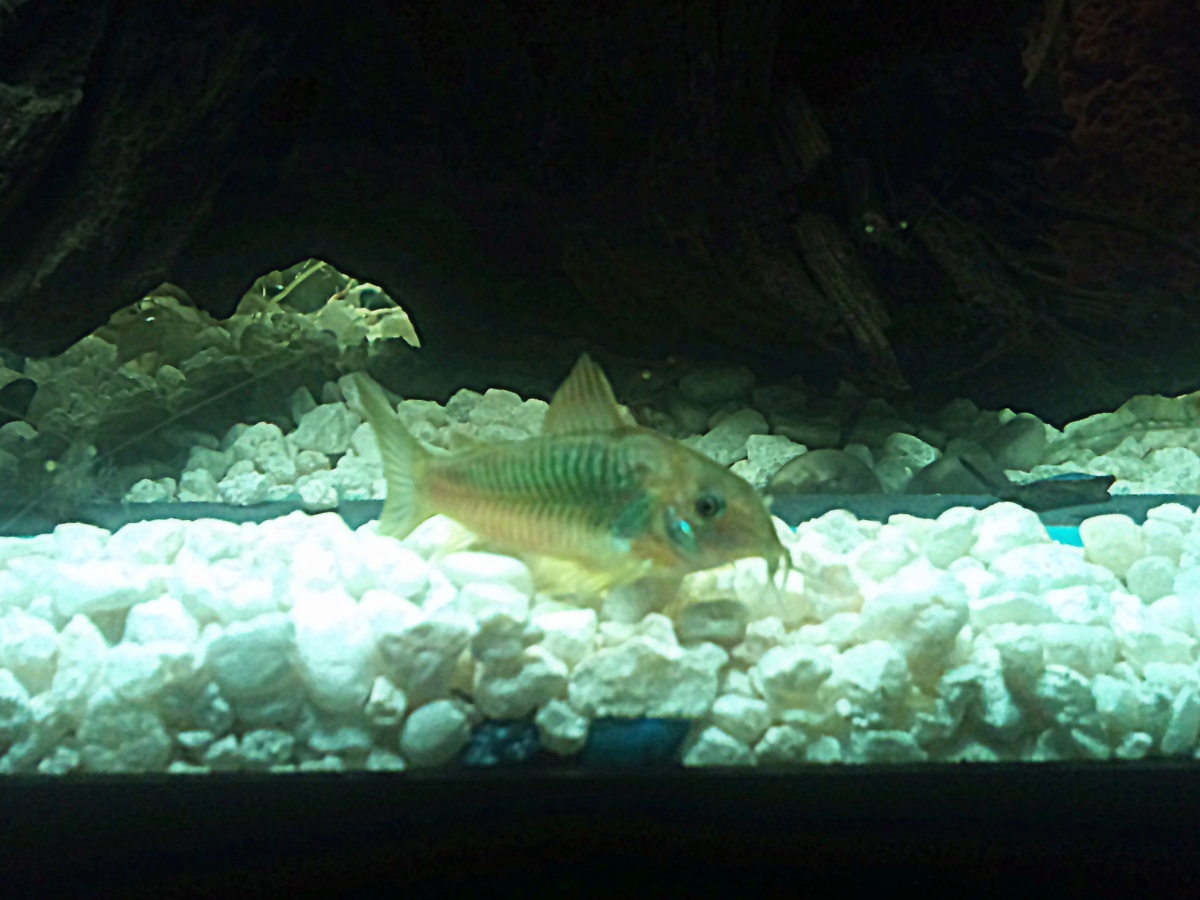 here is one of my bronze corys