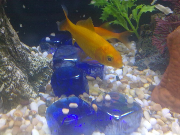 Here is one of my Yellow goldfish. My little brother name her Eeba, dont ask me. She is lovely, grown a lot bigger now.