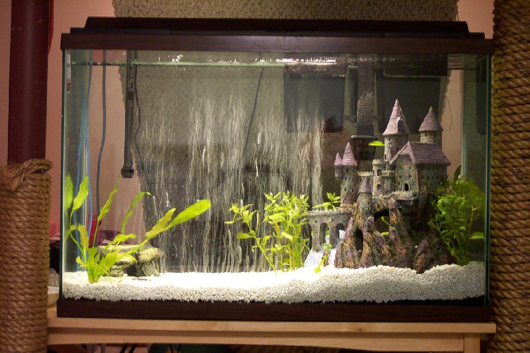 Here is our new setup-
55 gallon w/ Emporer 400
Plan on adding a lot more plants.
