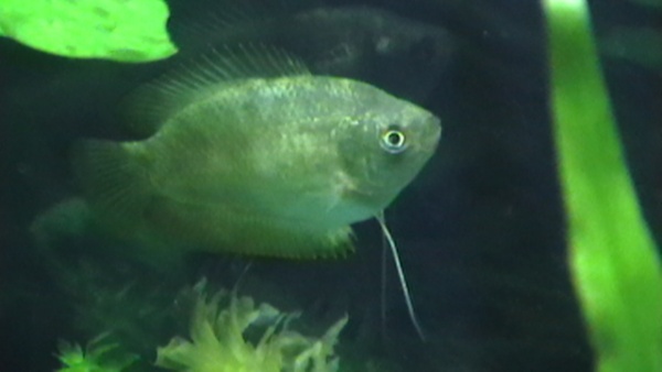 Here is the gourami I bought with my rainbow gourami. Both of them were in the tank that has a label of male dwarf gourami in Petco. But I am kinda pr