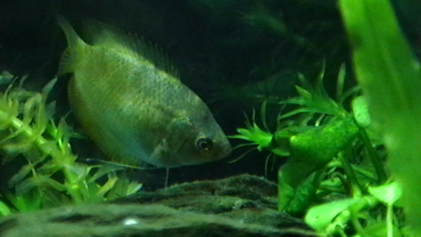 Here is the gourami I bought with my rainbow gourami. Both of them were in the tank that has a label of male dwarf gourami in Petco. But I am kinda pr