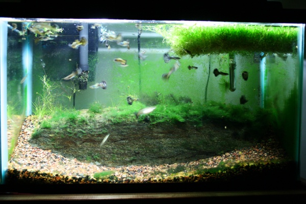 Here is the tank 7 months later...as you can see the Riccia has been growing, the hairgrass sort of got taken over by this "hair like" algae, and the 