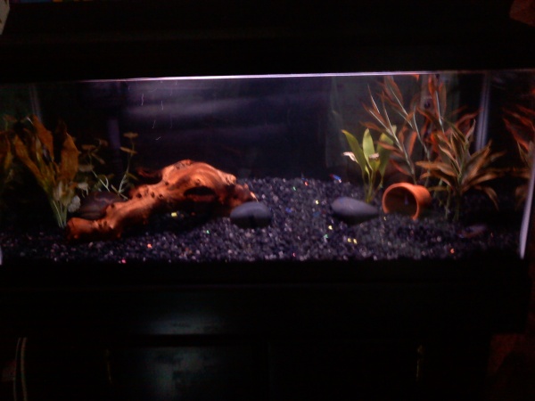 Here is the tank with the mopani wood.