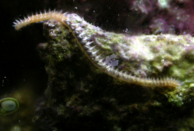 Here you can see a photo of a common bristleworm.  This worm is a resident in my 20 gal saltwater tank along with many other bristleworms.