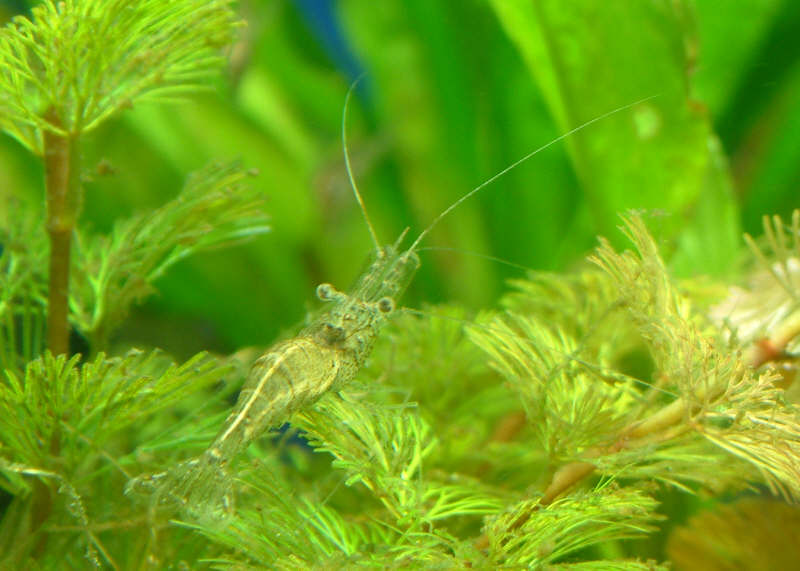 Here's a better shot of that big shrimp.  He's over 2 inches long!  Biggest ghost shrimp I've ever seen.