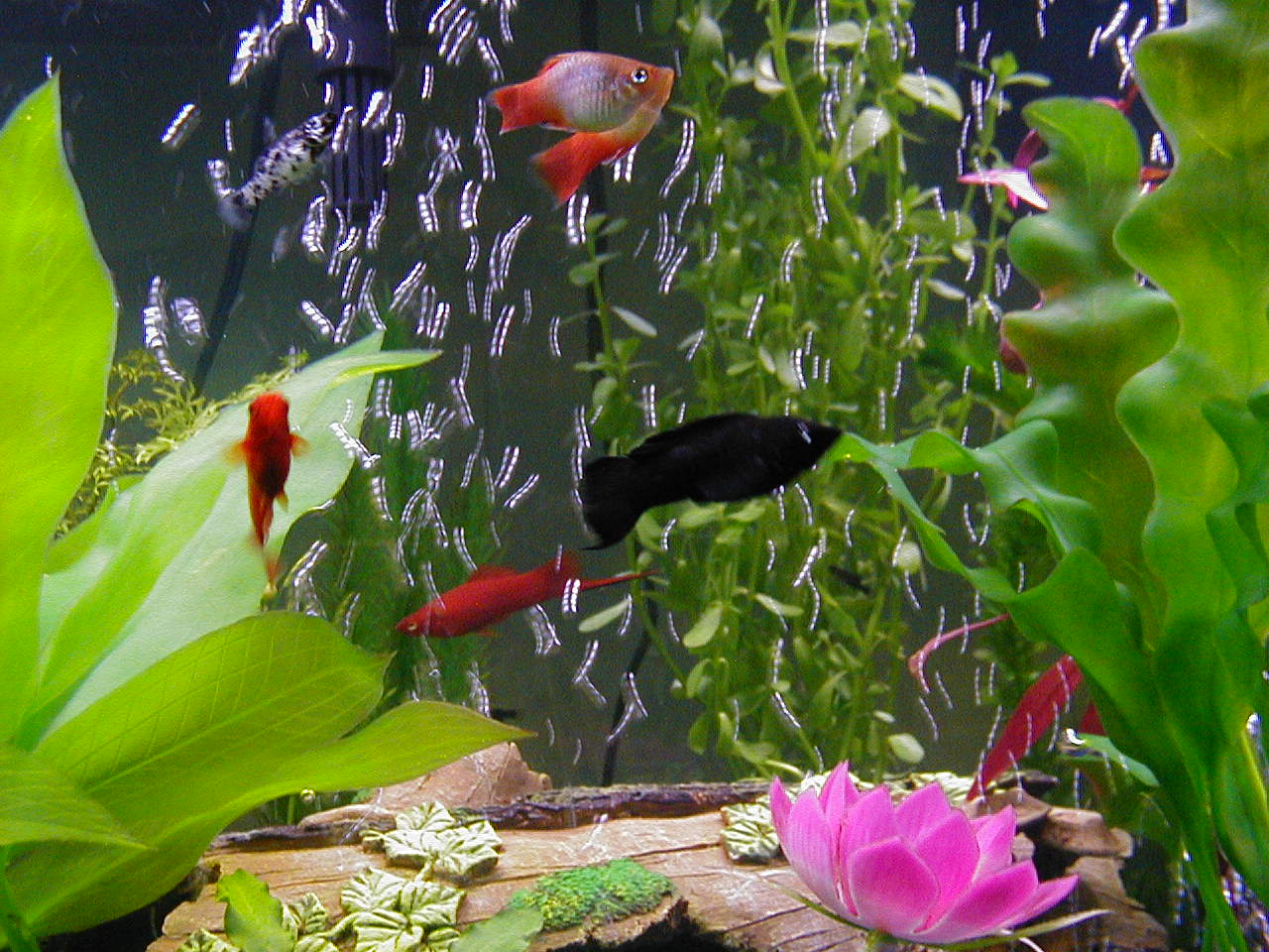 Here's a black molly, red velvet sword platy, and tequila sunrise platy