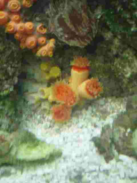 Here's a few differenlt kind of my sun corals.  hope they do well and have more baby soon