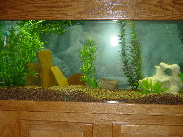 Here's a full view of the tank complete with rocks and plants (fish are still hiding)