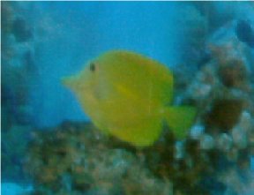 here's a pic of my yellow tang.. not that big yet..