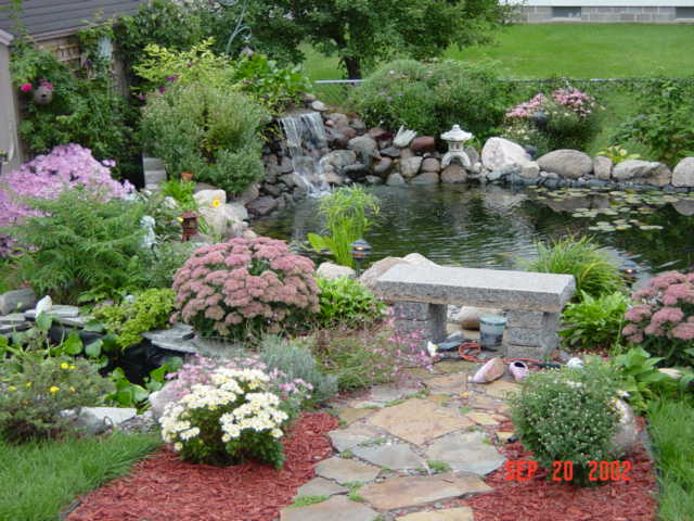 Here's a shot of all the plantings around the pond