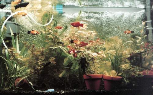 Here's a wide angle of my 29 gallon that I took mid-june 2003 ... some of the plants are still shedding their emmerised leaves and haven't grown in ye