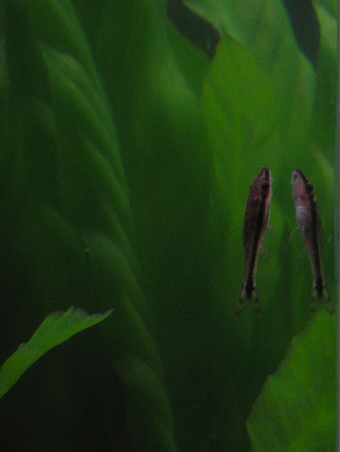 Here's an Oto in my aquarium.  Hard not to like these little guys!  A very curious and unafraid fish.