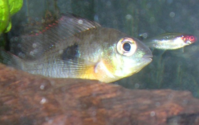 Here's another one from my 29 gallon, one of 3 Bolivian rams and one of 6 rummy nose tetras.
