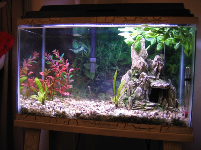 Here's my 10g tank...home to 4 otos at the moment