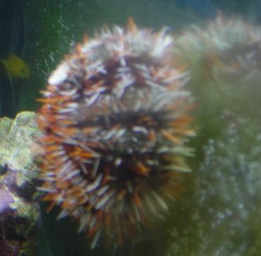 Here's my pin urchin hunting down some tasty algae on the glass.