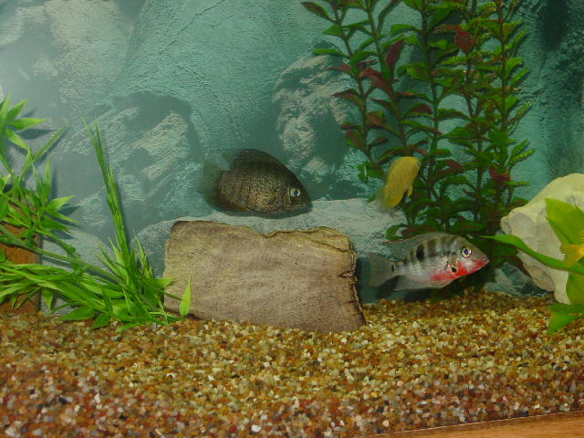 Here's one of the two Severums together. They hang out a lot but never seem to be facing the same direction when the camera is out. Of course the came
