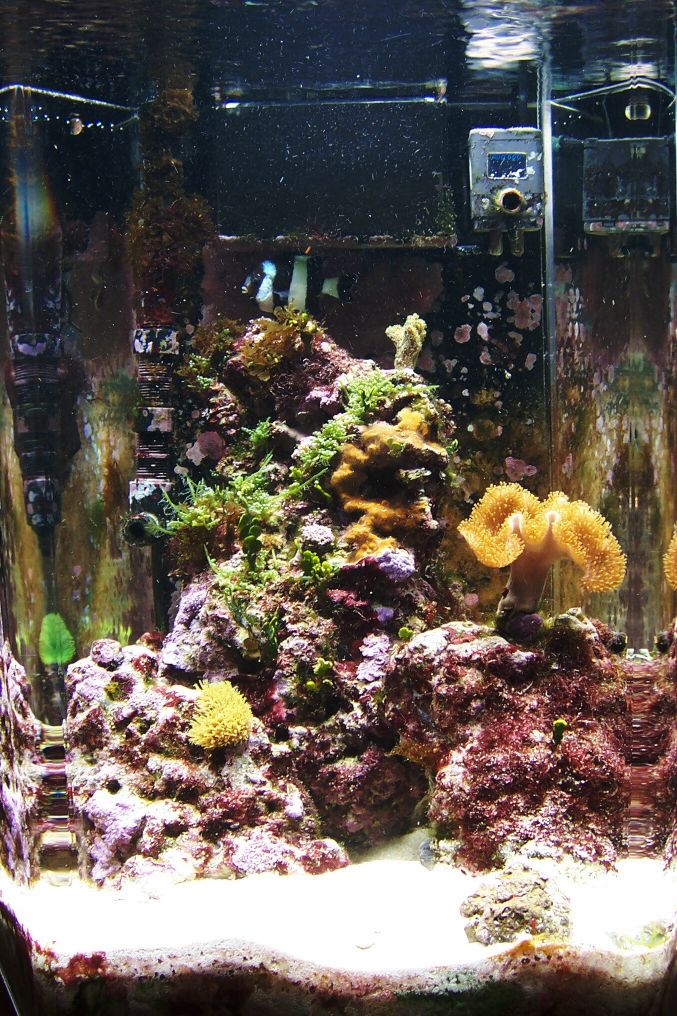 Here's the tank as of Nov 4, 2004.