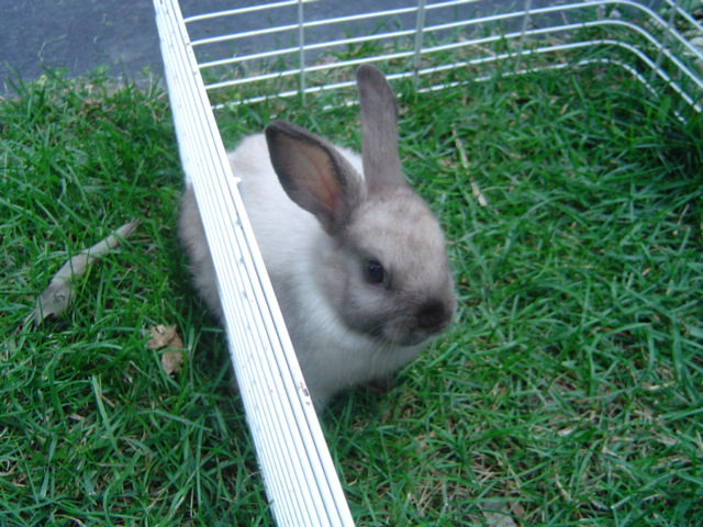 heres Thumper. my girl rabbit. bought her to keep buddy (my guy) company