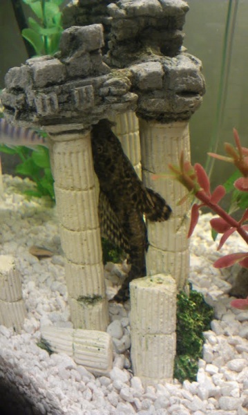 He's just as lazy as the shark.  Likes to hang out in there, or toward the top of the tank on the glass.