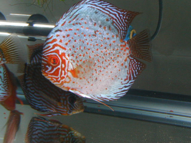 his gorgeous fish was given to me as a cull.  He had an injury to his left eye when he was young.  The discus is now over 6 inches so it can't bother 