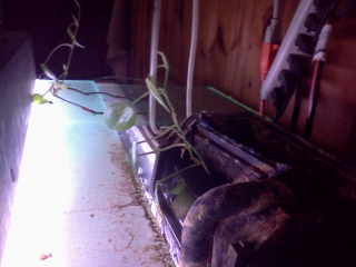 hobs are for growing house plants lol