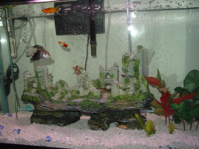 Home to 4 guppies, 1 small common pleco, 1 African Dwarf Frog, and 1 Black Mystery Snail.