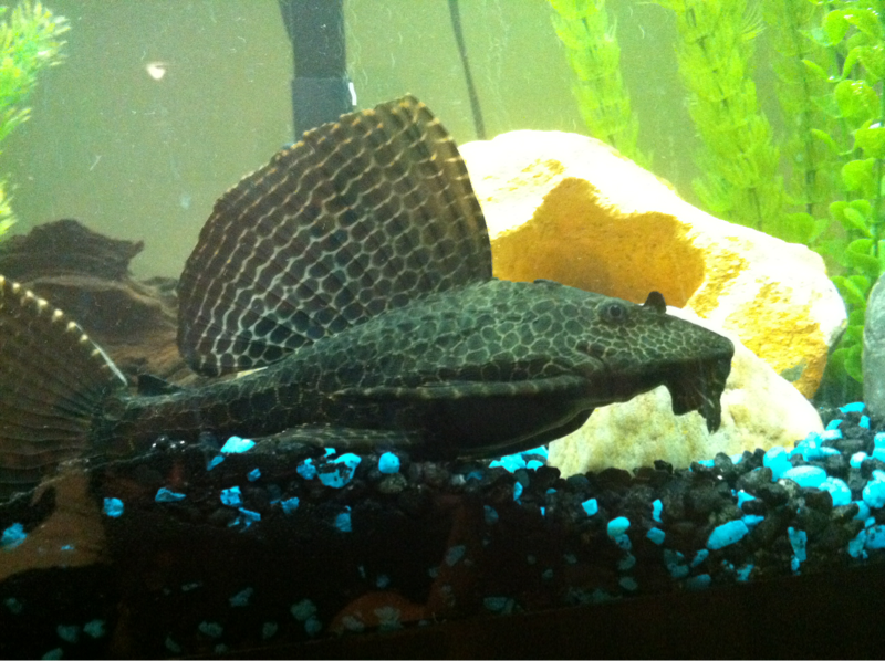 Hoover, my female leopard sailfin pleco, about to be rehomed to a larger tank.