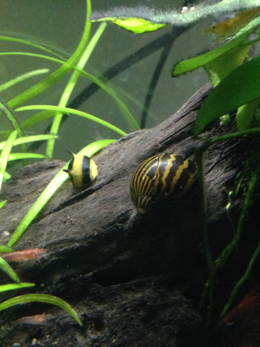 horned and zebra nerite snails