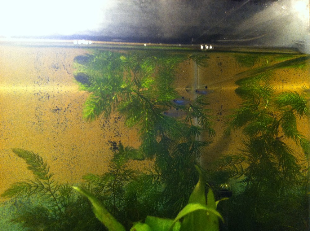 Hornwort growing like a weed!