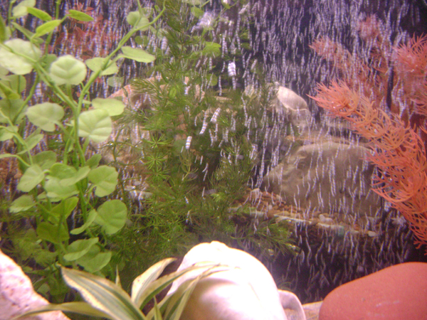 hornwort in front of air curtain