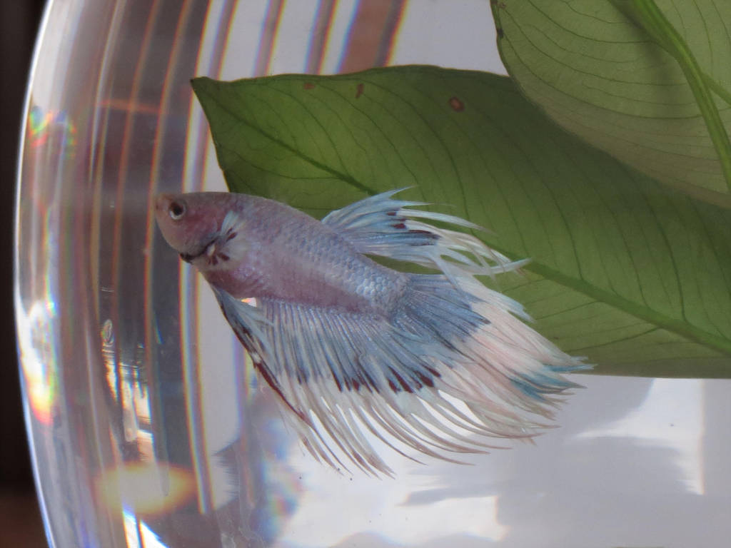 hunter, my first betta a crowntail male (yes unfortunately he was kept in a bowl before i knew any better)