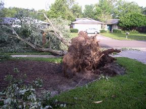 Hurricane Charley uprooted our maple tree in front of the house and it landed in the street.