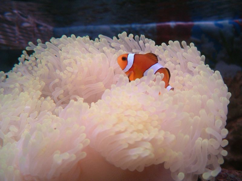 i added in an anemone and my nemo discovered the anemone after half an hour. he likes it.