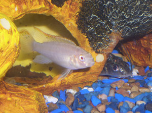 I believe this is an albino cichlid.  I have two.  I bought them together.  They seemed to be a pair.  They both wanted in the net..so I said, what th